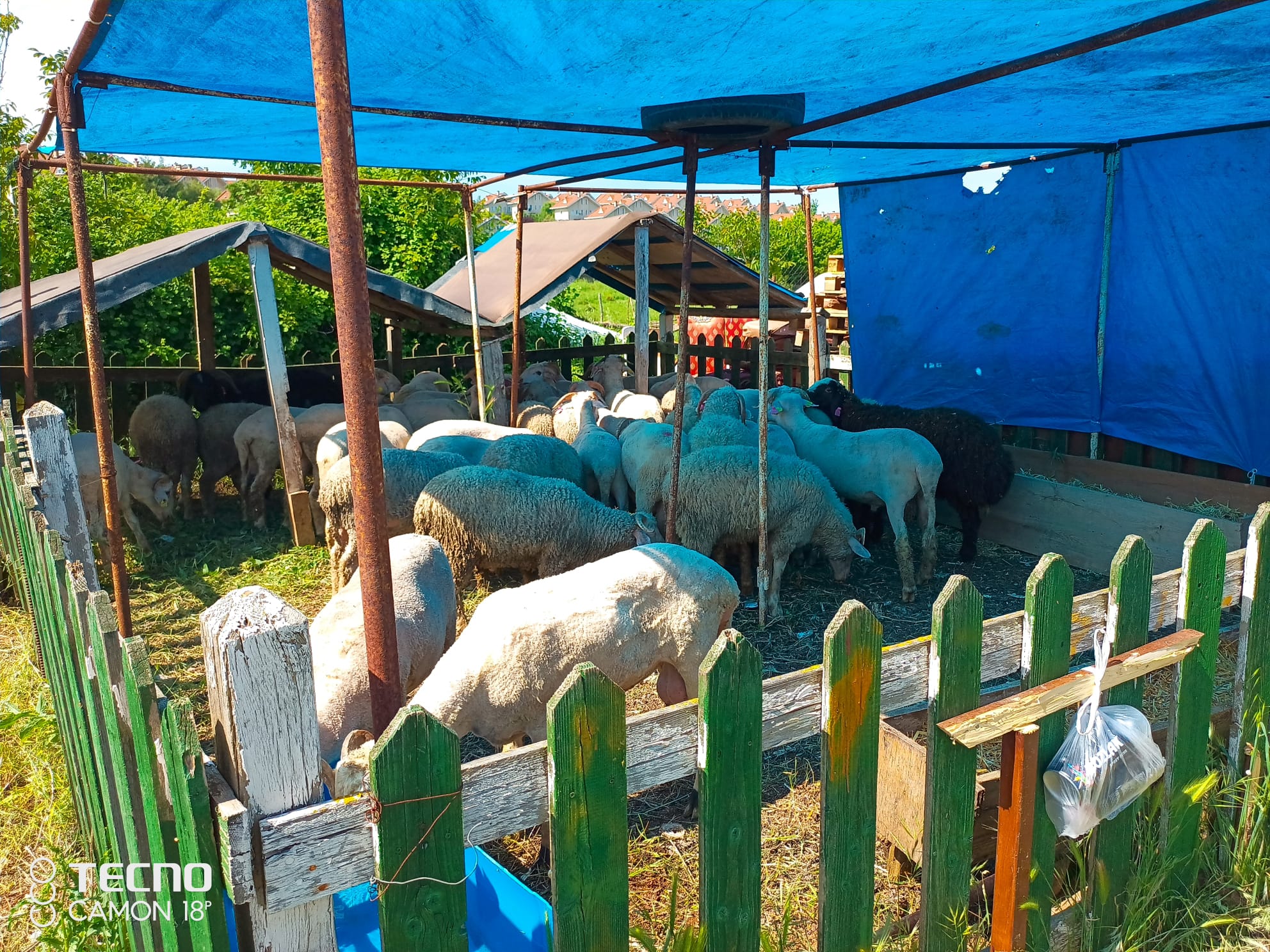 Küçükbaş Kurbanlık