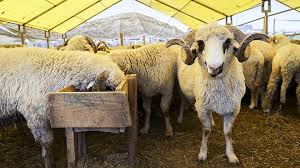 Küçükbaş 2. Grup