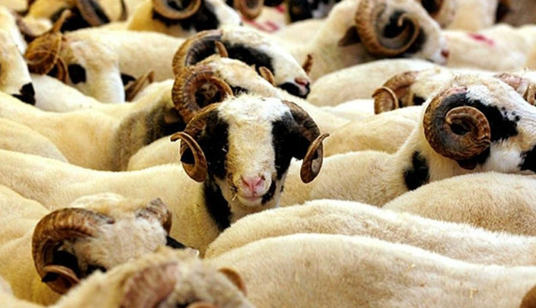 Küçükbaş 3. Grup