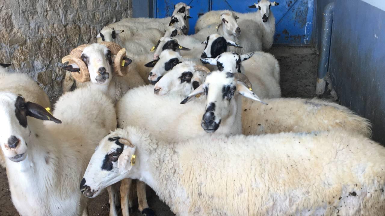 Küçükbaş 1. Grup