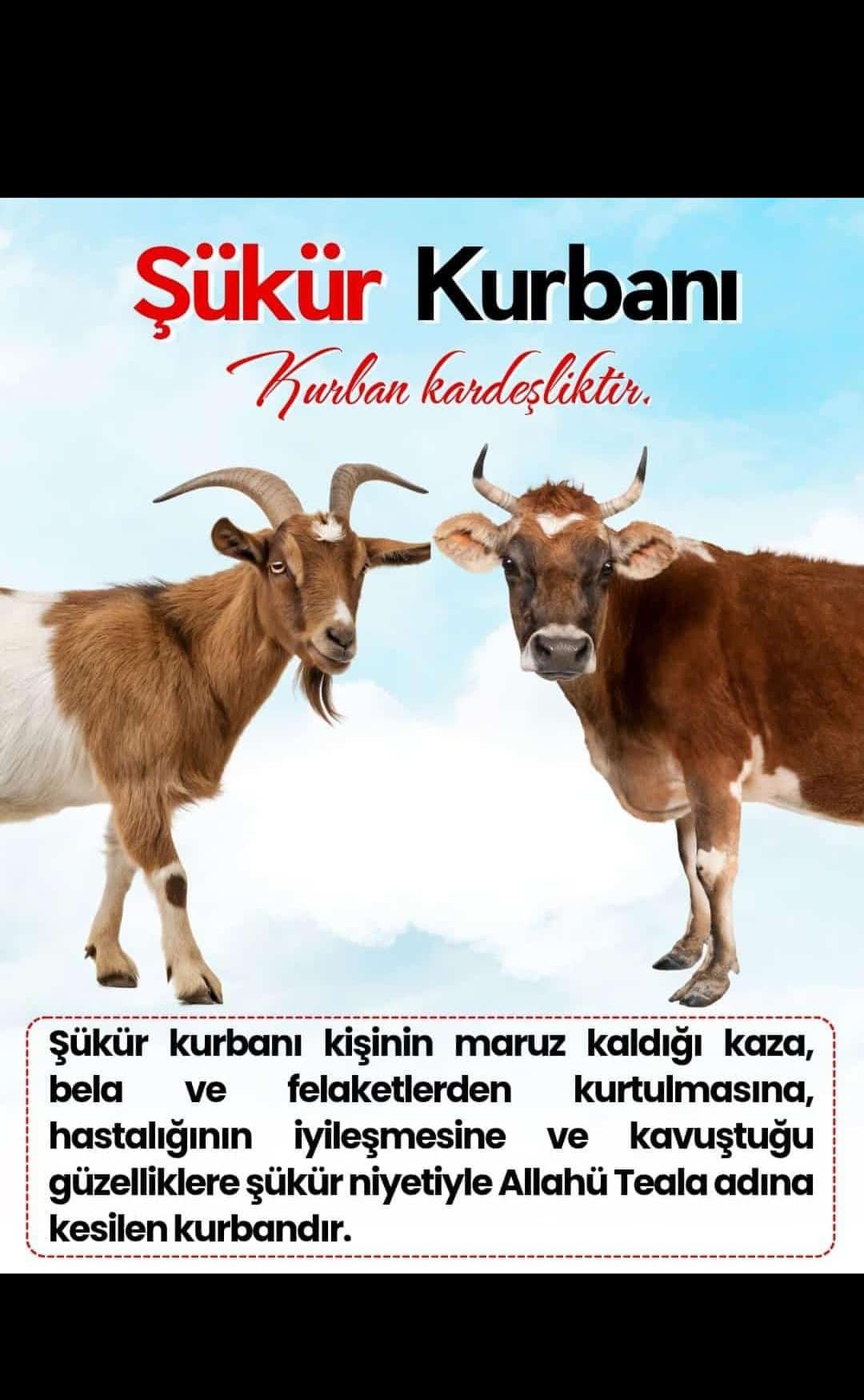 Şükür Kurbanı